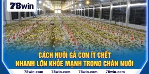 1-cach-nuoi-ga-con-it-chet-nhanh-lon-khoe-manh-trong-chan-nuoi