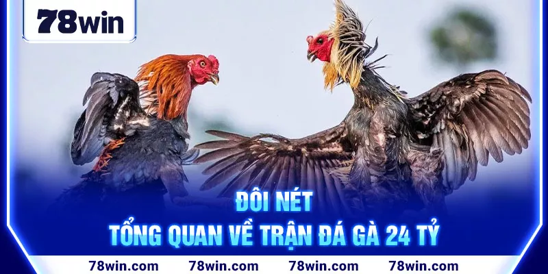 Đôi nét tổng quan về trận đá gà 24 tỷ