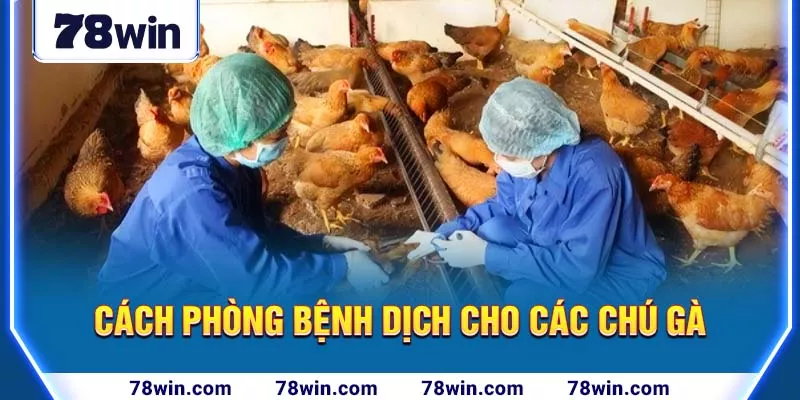 5-cach-phong-benh-dich-cho-cac-chu-ga